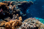 Protéger l’océan pour résoudre conjointement les crises du climat, de l’alimentation et de la biodiversité